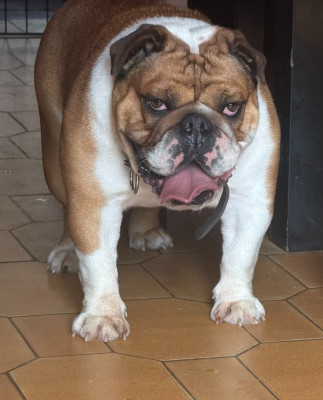 Étalon Bulldog Anglais - unic Des Sweety Bullyz
