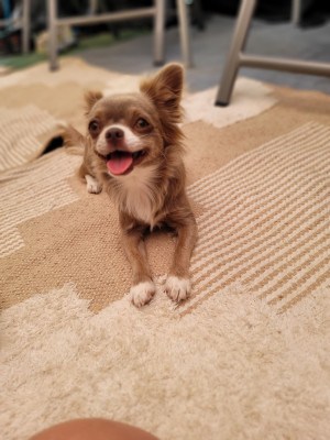Étalon Chihuahua - Azzura la bellissima Des Amours Célestes