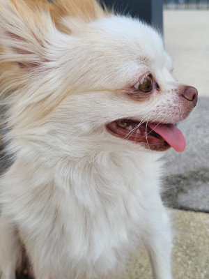 Étalon Chihuahua - Sofia Des Amours Célestes