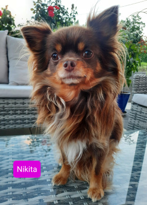 Étalon Chihuahua - Nikita Du Val Gauthier