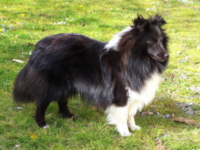 Étalon Shetland Sheepdog - ASKJA Du Royaume Du Phoenix