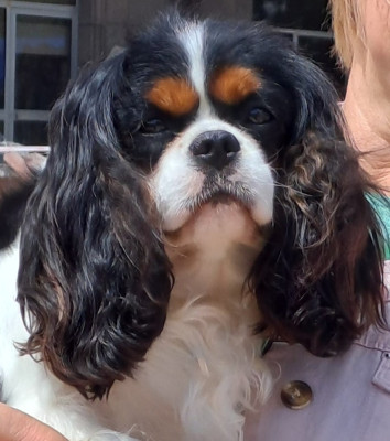 Étalon Cavalier King Charles Spaniel - CH. Vent D'Hiver de la Horde de Dixie