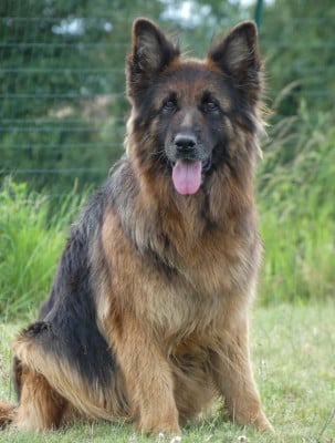 Étalon Berger Allemand Poil Long - Phantine du marais de Lilou