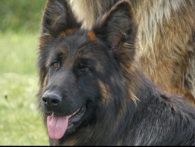 Étalon Berger Allemand Poil Long - Vorazia du marais de Lilou