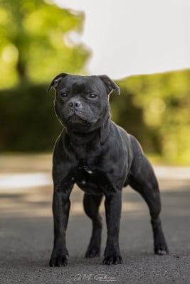 Étalon Staffordshire Bull Terrier - King Of Caribs Very Bad Trip