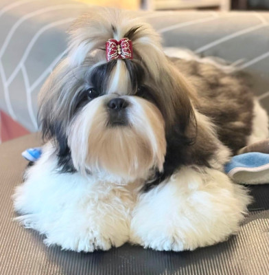 Étalon Shih Tzu - A Million Lights de Fu Xing