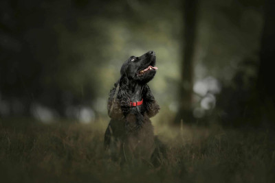 Étalon Cocker Spaniel Anglais - Michigan des plaines agennaise