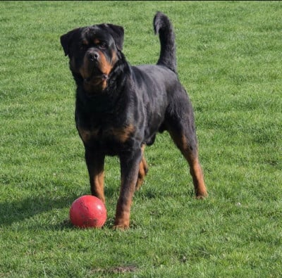 Étalon Rottweiler - Vagner Of Beautiful Passion