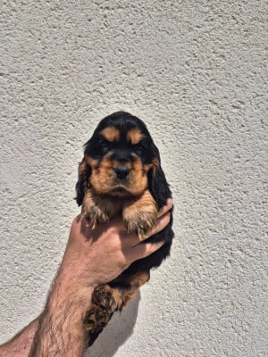 Étalon Cocker Spaniel Anglais - Bali