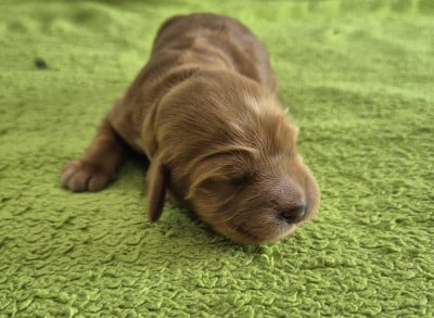 Étalon Cocker Spaniel Anglais - Bella Note