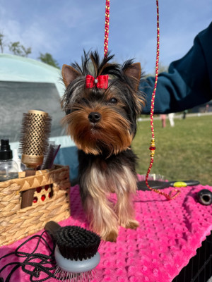 Étalon Yorkshire Terrier - Arrow prince Du Paradis De L'Isle