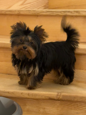 Étalon Yorkshire Terrier - Bimba Du Domaine De Lallybrock