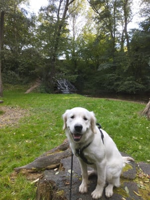 Étalon Golden Retriever - Unès Du Jardin Secret D'amina