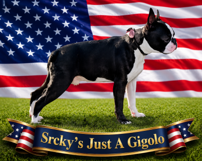 Étalon Boston Terrier - Srcky's Just A Gigolo