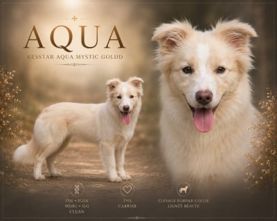 Étalon Border Collie - Kesstar Aqua Mystic Gold
