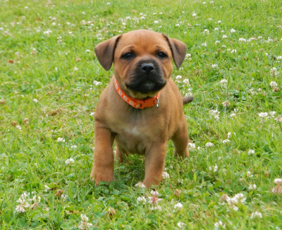 Étalon Staffordshire Bull Terrier - Baya Du Royaume De Layka