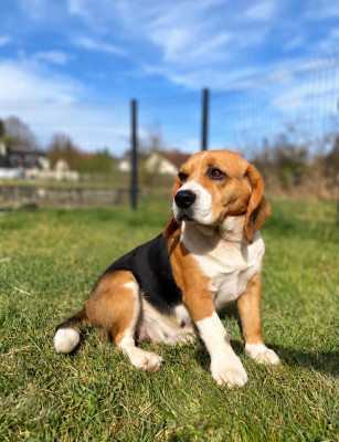Étalon Beagle - rutali des Terres de la Chapelle