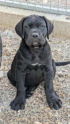 Étalon Cane Corso - BACARRA des legendes de goliath
