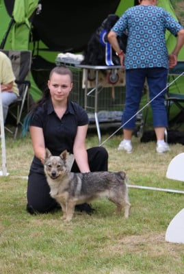 CH. Phoenix de l'Ame des Loups