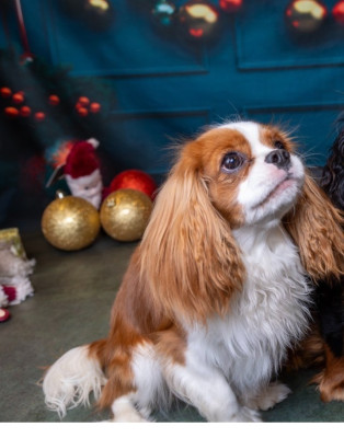 Étalon Cavalier King Charles Spaniel - VALERIANE DE LA GEODE De La Petite Source Bleue