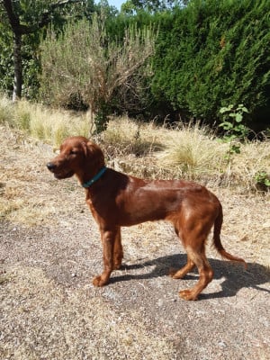 Étalon Setter irlandais rouge - Baïkal De la vallée de cléry