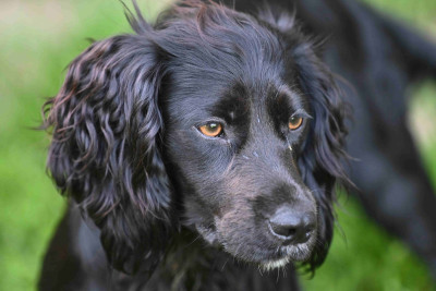 Étalon Cocker Spaniel Anglais - Yara (Sans Affixe)