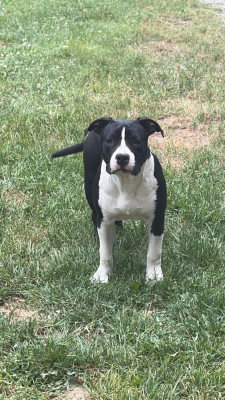 Étalon American Staffordshire Terrier - Thoresteel Apache Lone Star At Sacotte