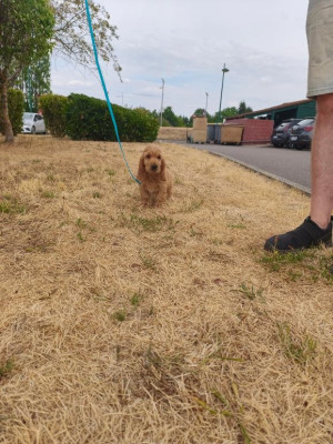 Étalon Cocker Spaniel Anglais - BUCKY Des Hurlevents De Nuas