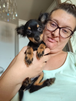 Étalon Russkiy Toy (Petit Chien Russe) - Rocky Balboa Dei Bordigotti