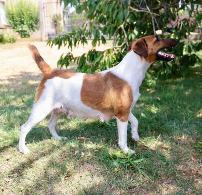 Étalon Fox Terrier Poil lisse - Vaïana Du Plateau D’asgard