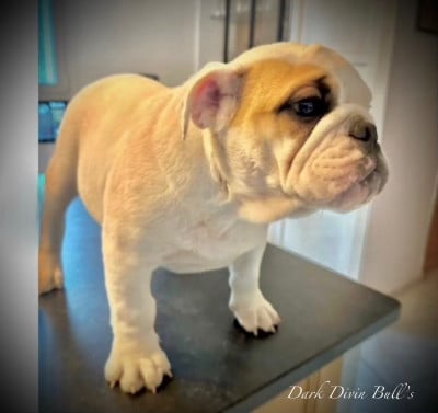 Étalon Bulldog Anglais - Little Bulldogs Of West Bernard