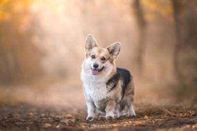 Étalon Welsh Corgi Pembroke - Starlight Royal Dream The Undisclosed Desires