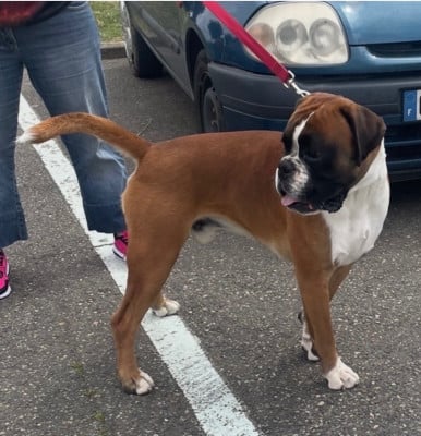 Étalon Boxer - T MAURICE des Pitchoucas de Lacapelette