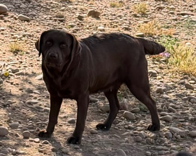 Étalon Labrador Retriever - USIA du clos du barrian