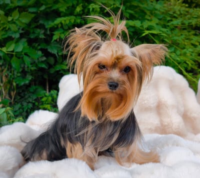 Étalon Yorkshire Terrier - Victoria du Domaine de Naugigoutte