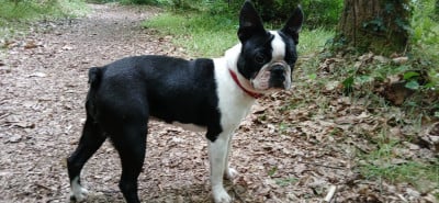 Étalon Boston Terrier - Zelda Des PokamChoux