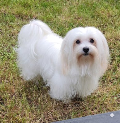 Étalon Coton de Tulear - SKIPPY SUN Analamanga Cotton Smile