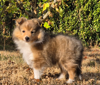 Étalon Shetland Sheepdog - Bright Stars Harmonie de la Lune de Feu 