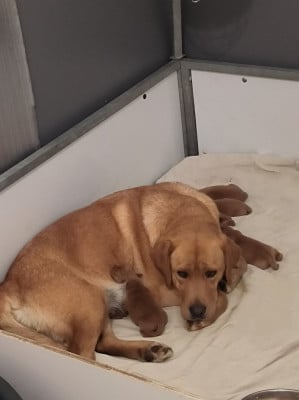 Étalon Labrador Retriever - Urielle du Haras des Ifs