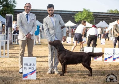 Étalon Flat Coated Retriever - Vrac'h Du marais de la sangsurière