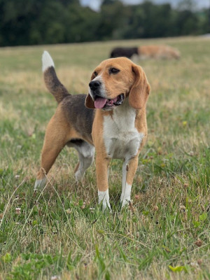 Étalon Beagle - Nypso Du domaine de la villatelle