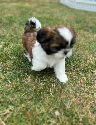 Étalon Shih Tzu - Born to be a success Du royaume de Roxane