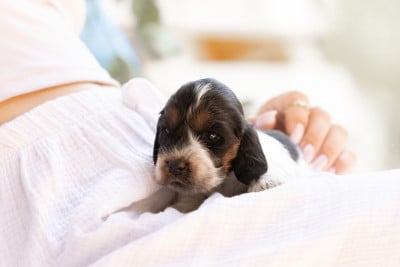 Étalon Cocker Spaniel Anglais - BELLE ZORSKY