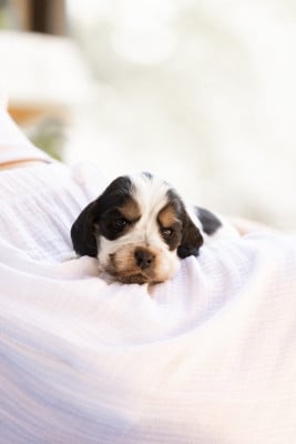 Étalon Cocker Spaniel Anglais - BULLE ZORSKY