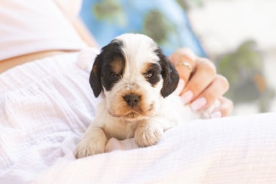 Étalon Cocker Spaniel Anglais - BILLIE ZORSKY