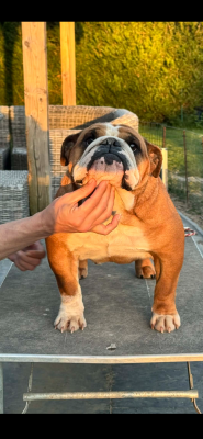 Étalon Bulldog Anglais - Thala Des Bulls De L'Anjoa