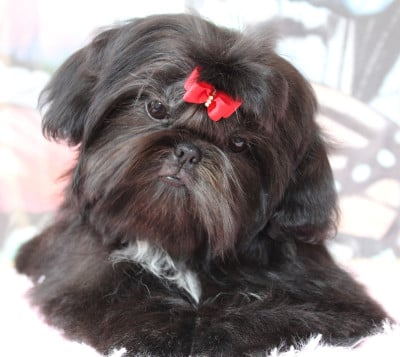 Étalon Shih Tzu - Baby-Jane Des Anges de Batignolles