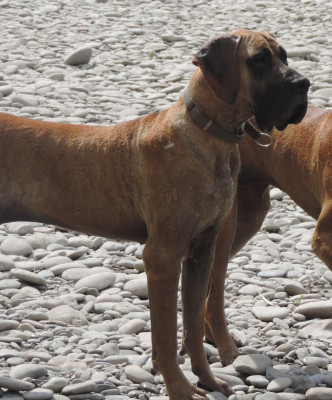 Étalon Dogue allemand - Annabelle du mourre d'agnies 