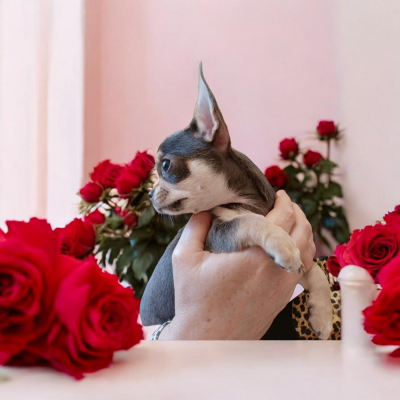 Étalon Chihuahua - Blueberry  Sweet Little Roses