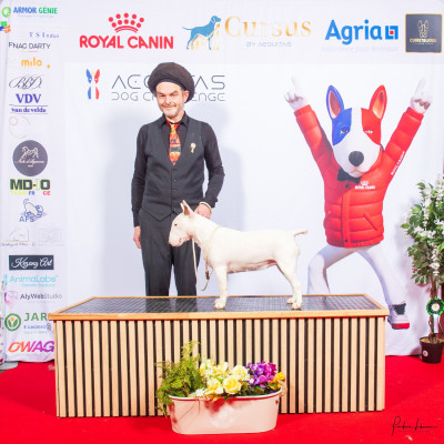 Étalon Bull Terrier Miniature - CH. Kingston-Corbières Bt Vélina the white vagary